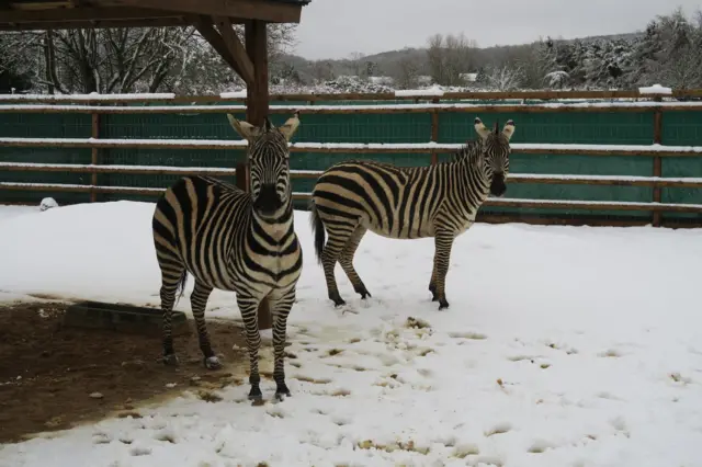 Zebras in the snow