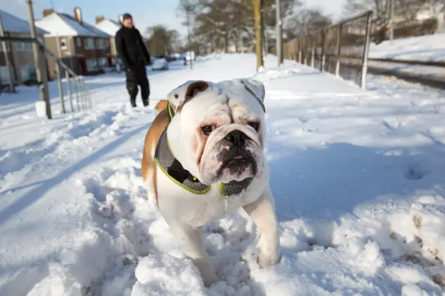 Bulldog in Glasgow