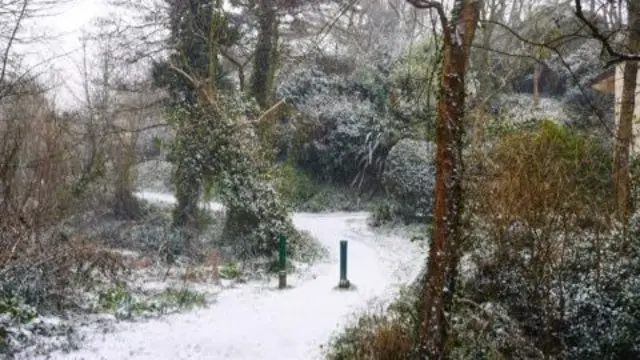 Snow in the Forest