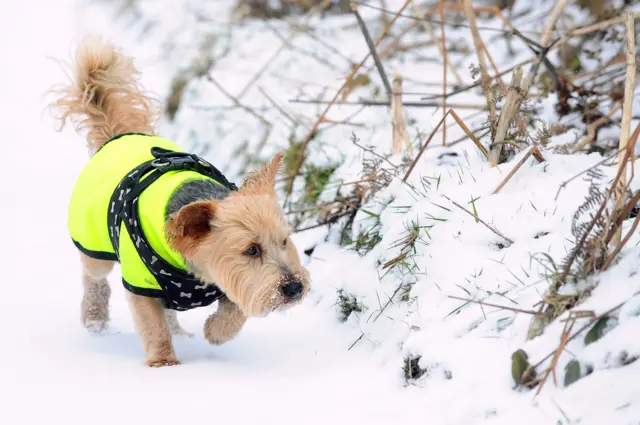 dog in the snow