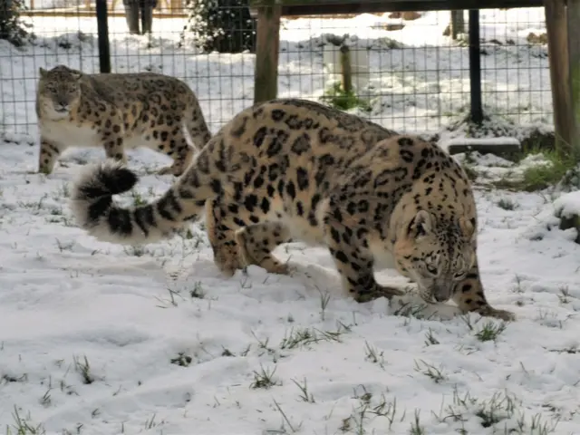 Snow leopards