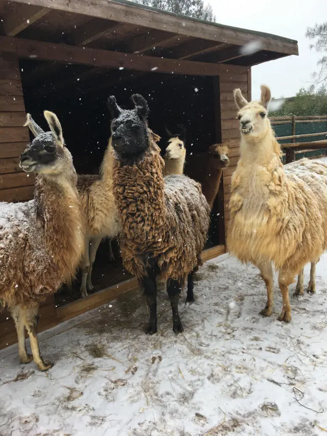 Alpacas in the snow