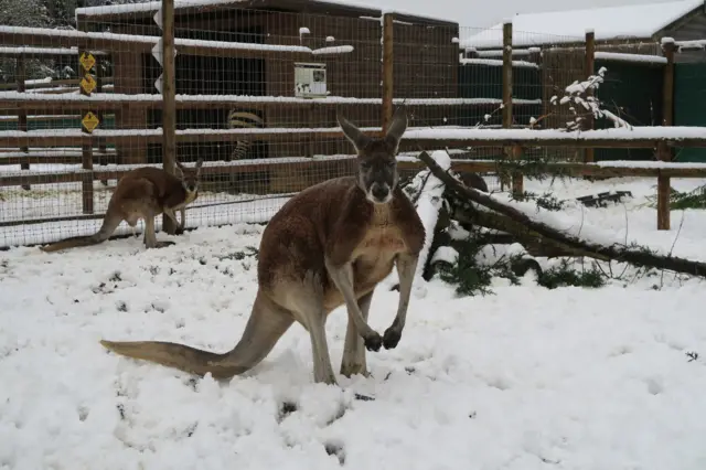 Kangaroos in the snow