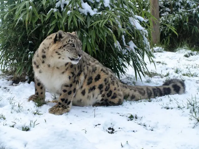 A snow leopard