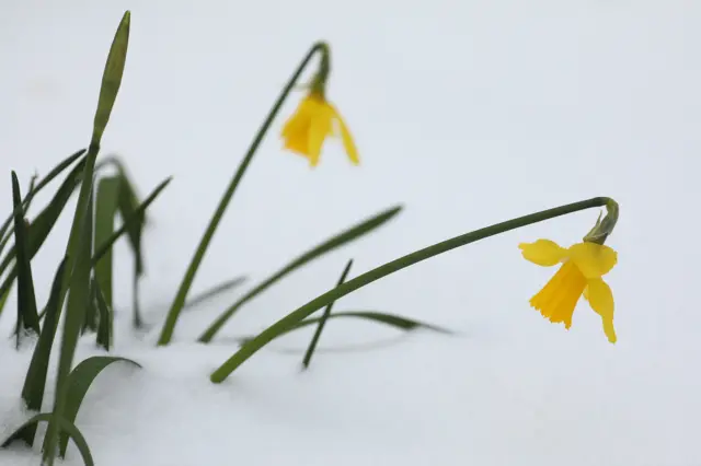 Daffodils in the snow