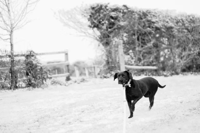 Dog running in snow