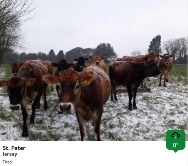 Jersey cows in the snow