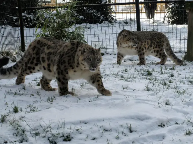 Two snow leopards at Welsh Mountain Zoo