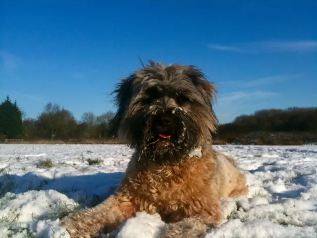 Dog lying in snow