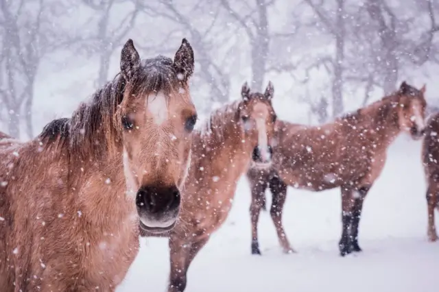 Mountain ponies in the snow