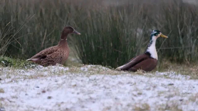 Birds at Grouville Marshes