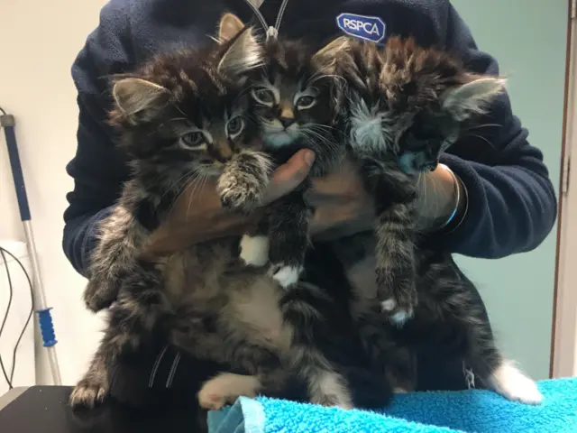 Kittens