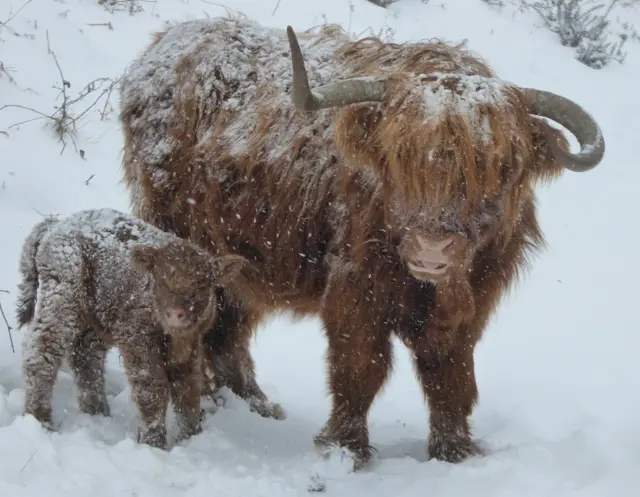 Cow and her calf in the snow