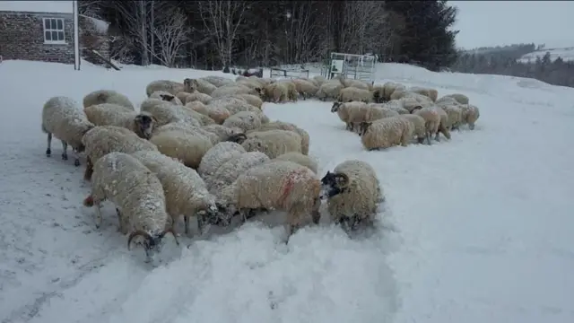 Sheep in the snow