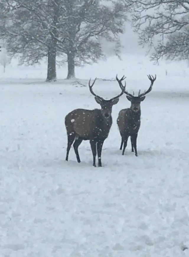 Deer in a snow covered field in Armagh