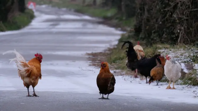 Birds at Grouville Marshes