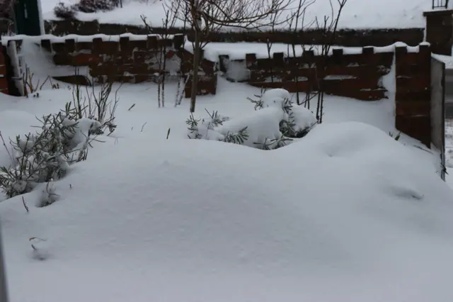 Snowy garden on Loftus