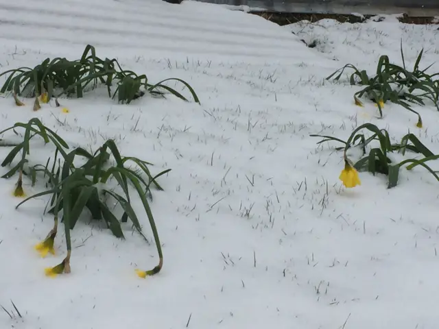 Daffodils