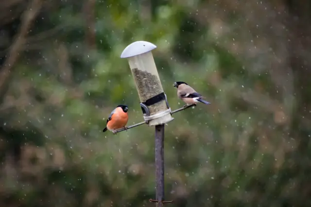 Bullfinches feeding in the snow