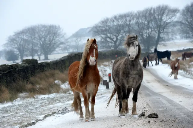 Mountain ponies