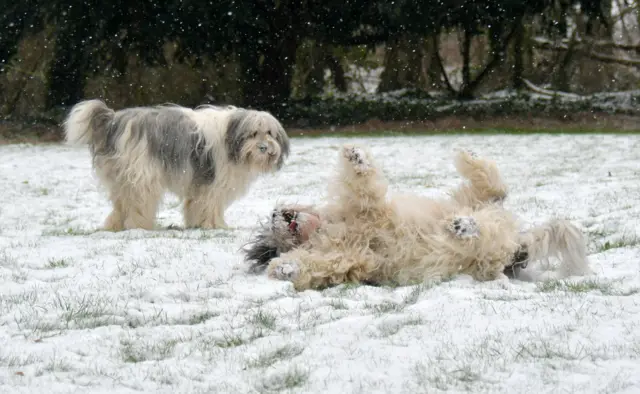 Two dogs in snow