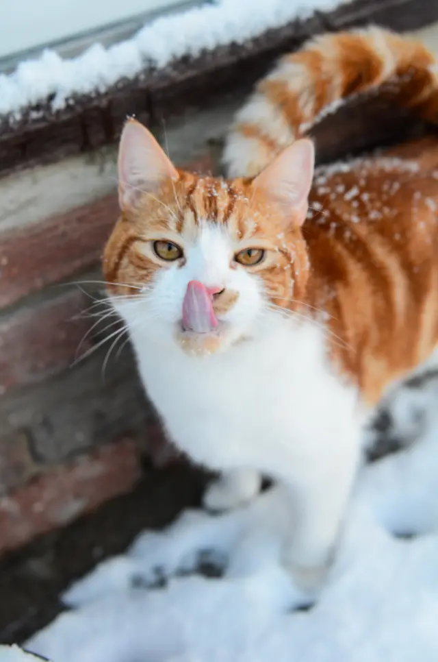 Rod tastes snow