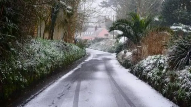 Snow in the Forest