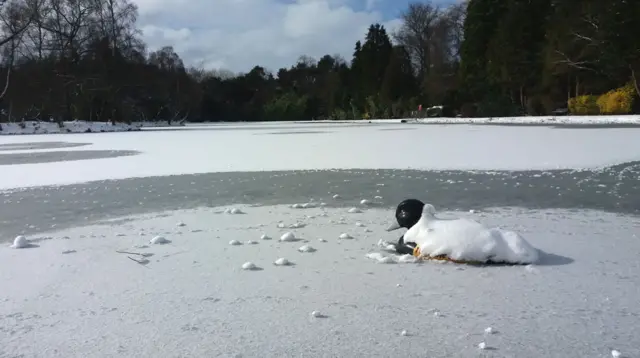 Plastic duck on ice