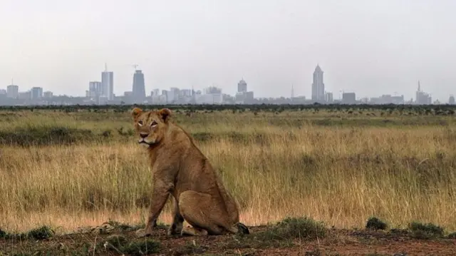 A young lion rests on its haunches juxtaposed against the Nairobi skyline at the Nairobi national park on August 10, 2015