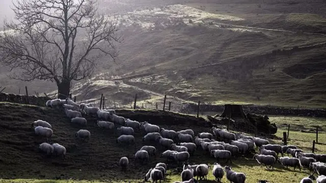 Scottish sheep