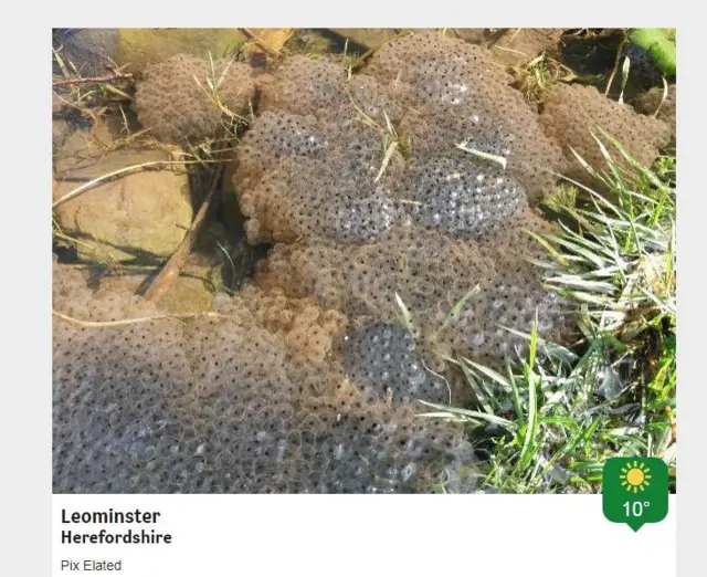 Frogspawn