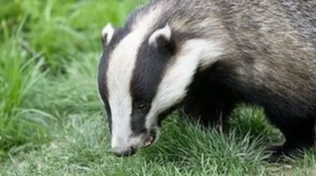 Badger