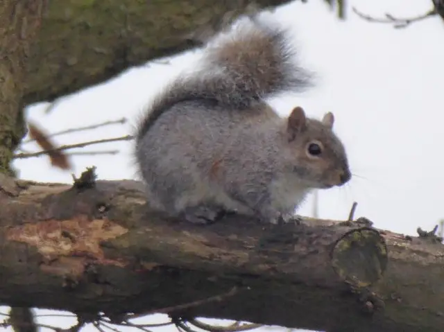 Heanor squirrel