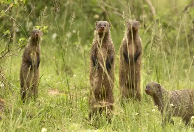 Banded mongooses