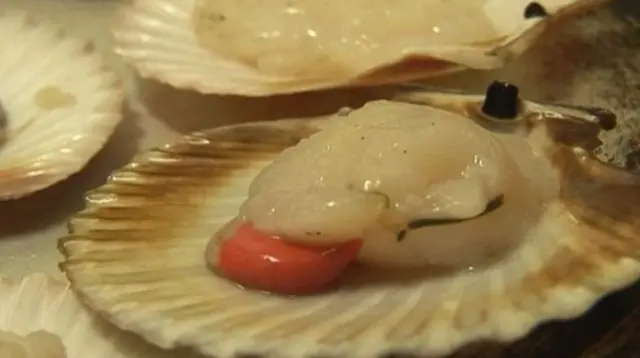 Queen scallops