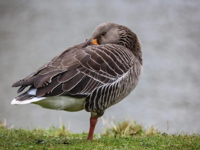 Goose in Beverley