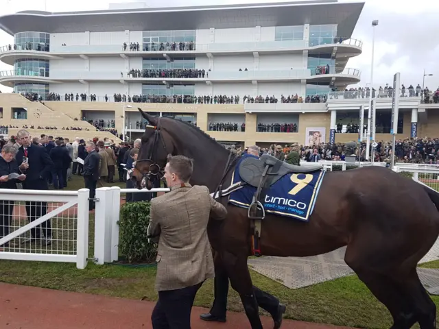 Might Bite at Cheltenham