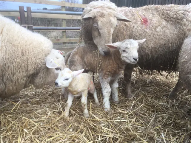 Two lambs with their mothers