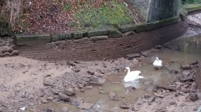 Swans in very little water on canal