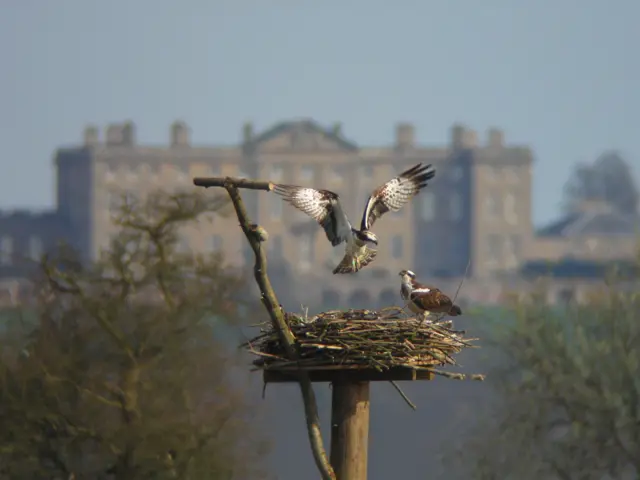 Ospreys