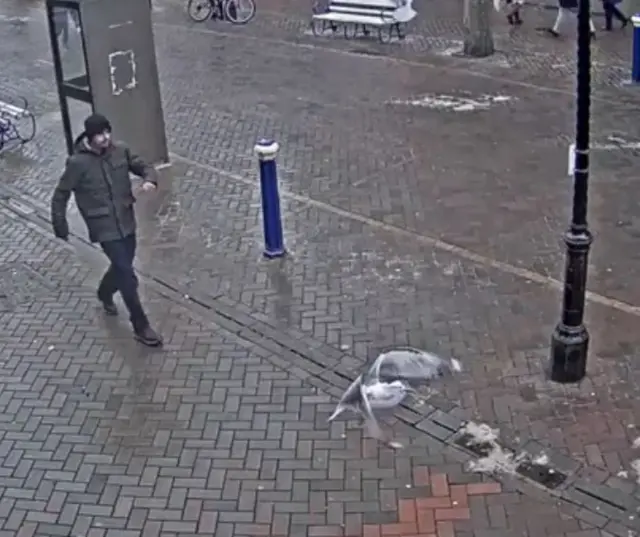 Man approaching gull