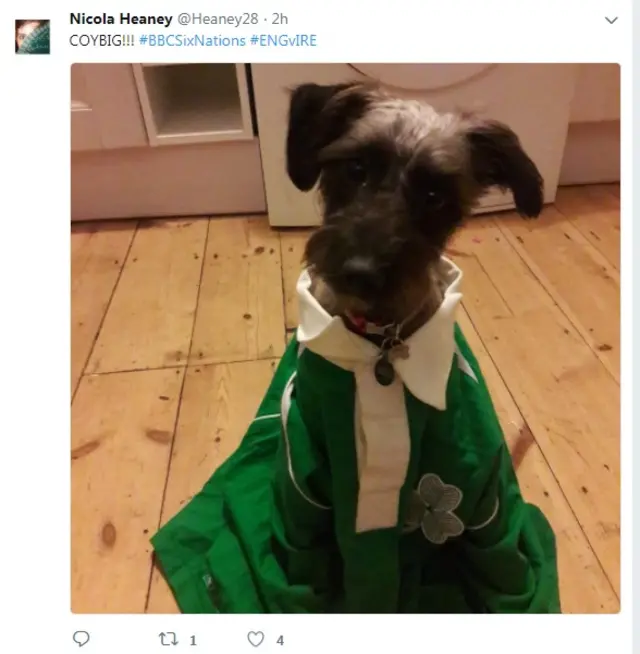 Dog in Ireland shirt