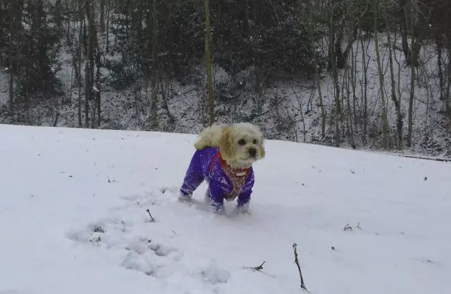 dog in coat in the snow