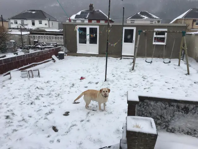 Dog in the snow