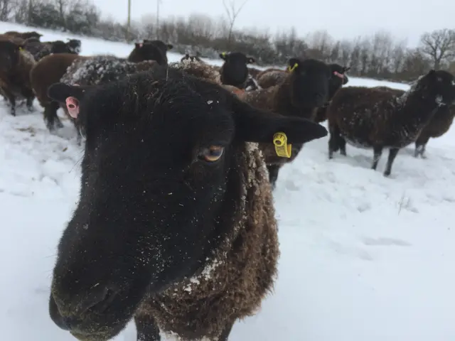 Black sheep in a snowy