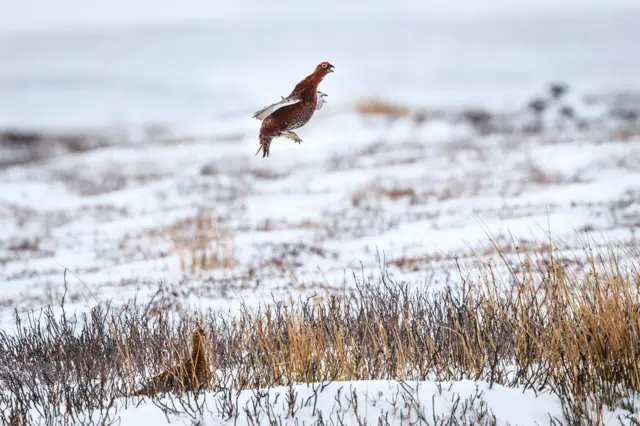 Red Grouse