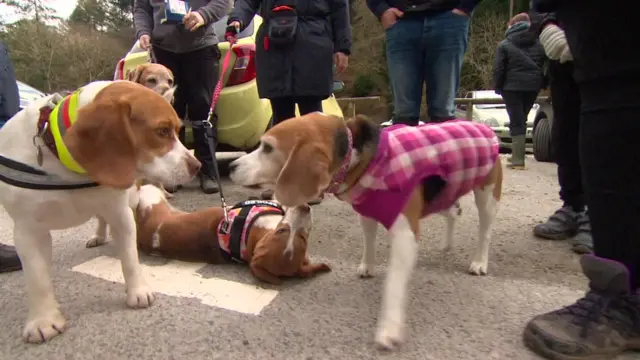 Beagles at Cardinham Woods, Bodmin