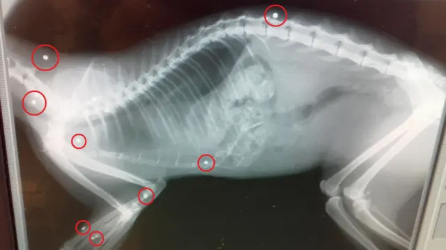 Air gun pellets x-ray results in a cat