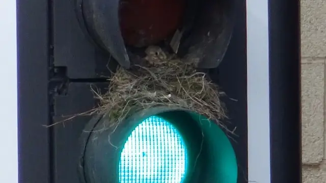 Bird nesting in traffic light