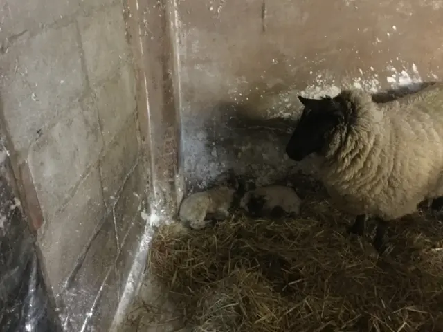 Lambs